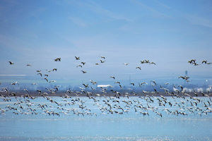 ۴ گونه پرنده در تالاب گندمان چهارمحال و بختیاری شناسایی و ثبت شد