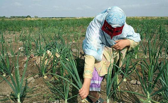 آغاز برداشت پیاز خارج از فصل در توکهور و هشتبندی