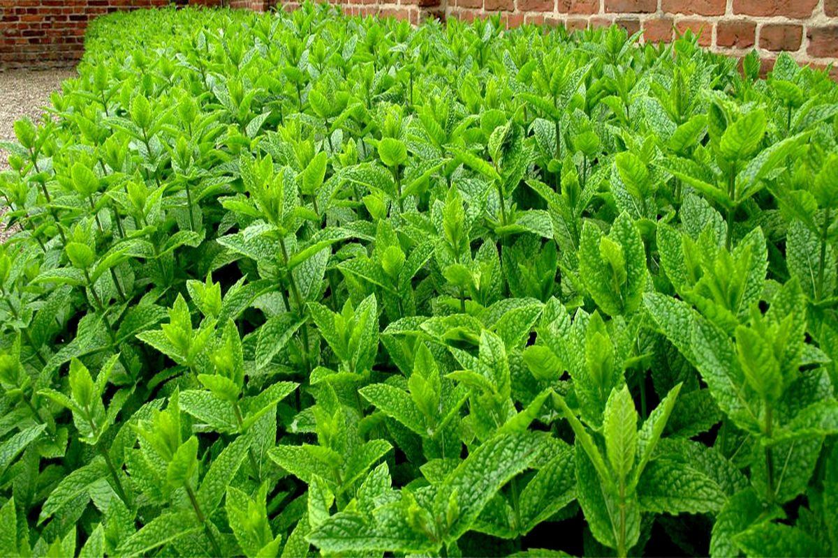  برداشت نعناع در بجستان