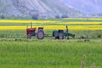 فعالیت ۵۰ هزار نفر به‌صورت مستقیم و غیرمستقیم در بخش کشاورزی قم 