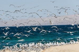 وضعیت جوی و دریایی آرام در هرمزگان