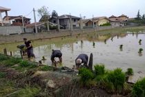 آغاز نشاء برنج در 1000 هکتار از شالیزارهای نوشهر