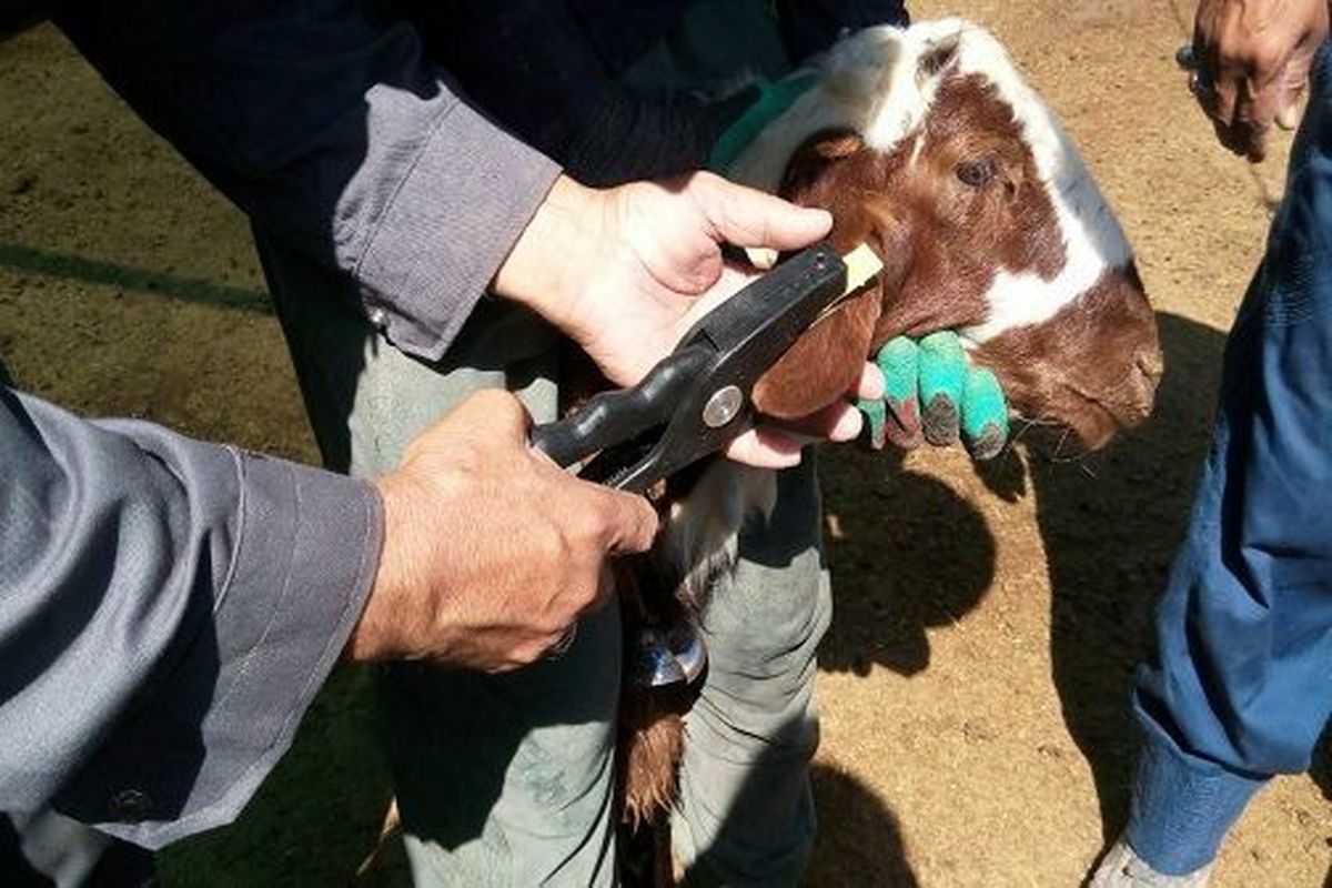 طرح پلاک گذاری دام