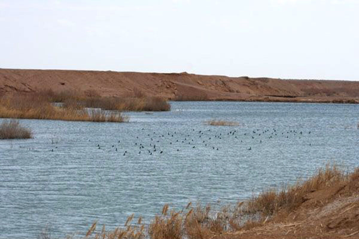 میکرو کلیمای 