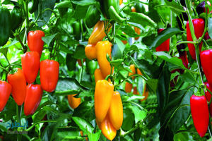 تولید سالانه ۸۰ هزار تن فلفل دلمه ای در استان اصفهان