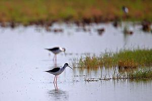 جزئیات طرح مدیریت تالاب بیشه دالان بروجرد بررسی شد