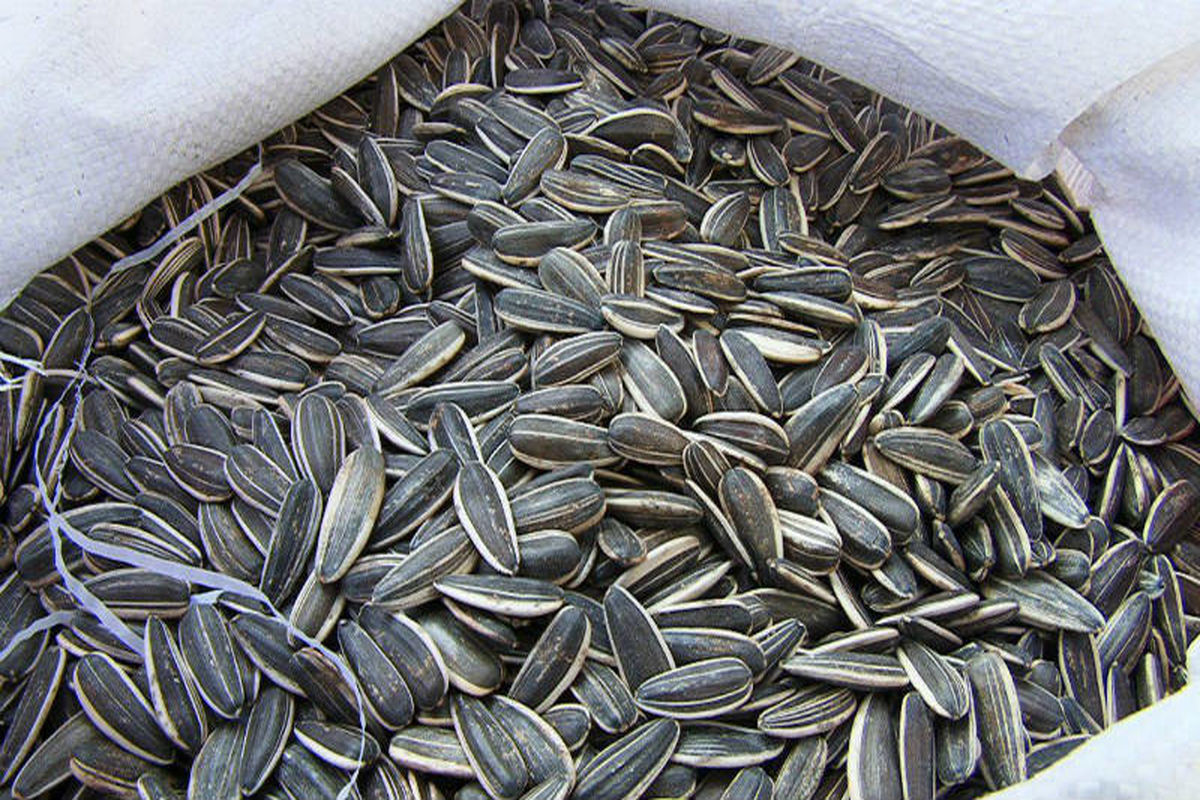 اصفهان- تخمه خارجی قاچاق