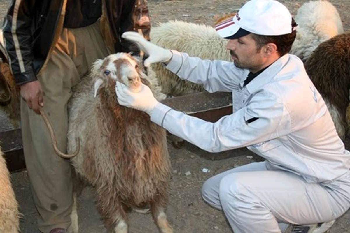 دامپزشکی قزوین