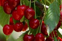 پیش بینی برداشت بیش از هفت هزار تن گیلاس از باغات استان اصفهان