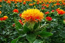 صادرات  ۱۶۰ تن گلرنگ از استان اصفهان/ رتبه اول استان در تولید گلرنگ