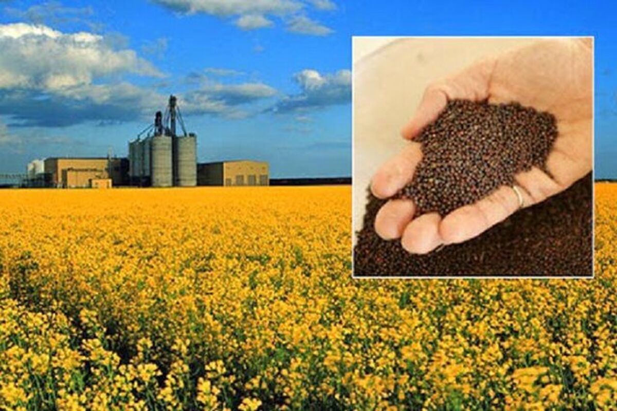  جوین از قطب‌های تولید کلزا