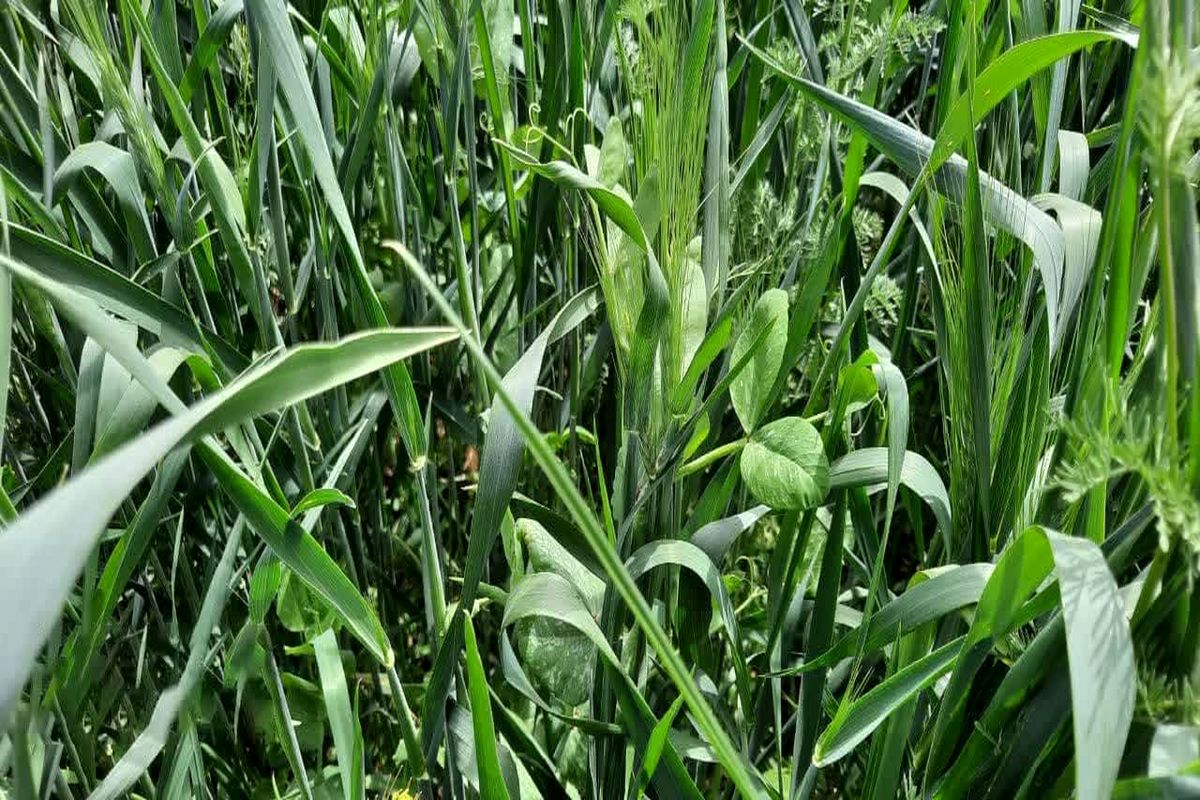 مدیر زراعت سازمان جهاد کشاورزی استان قزوین