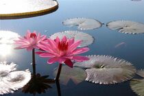 تشکیل بانک اطلاعاتی تالاب دوستان / دولت روحانی نمایش خوبی دارد!