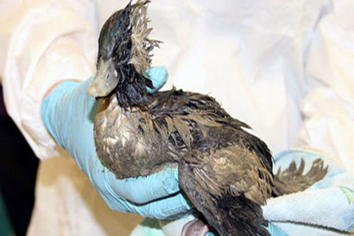 آنفلوآنزای لاشه‌ پرندگان