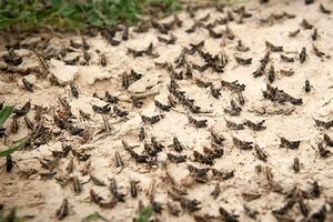 ردیابی و پایش ملخ صحرایی در خرمشهر در حال انجام است