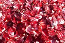 برداشت چای قرمز در روستای علوه شهرستان کارون آغاز شد