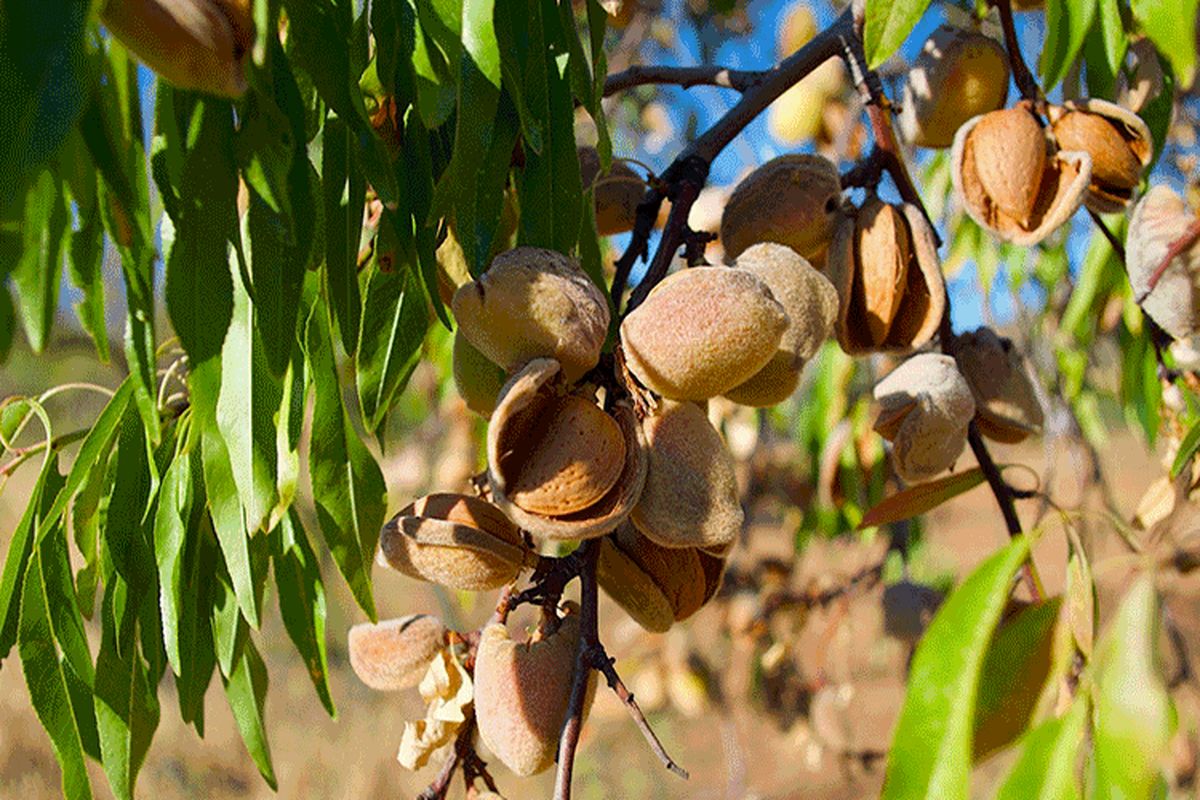 باغ‌های بادام خراسان رضوی