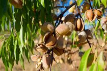 کاهش ۸۰ درصدی برداشت بادام دیم در خراسان رضوی