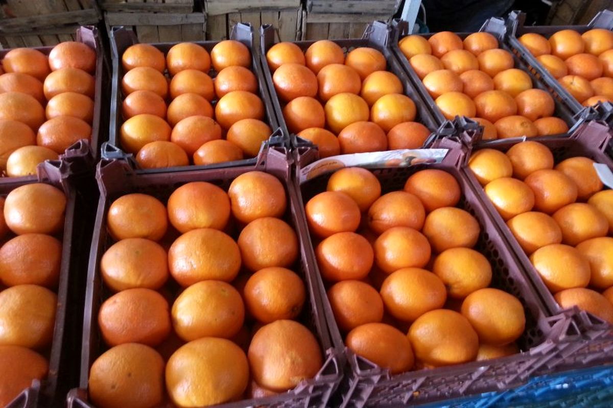 علی درجانی