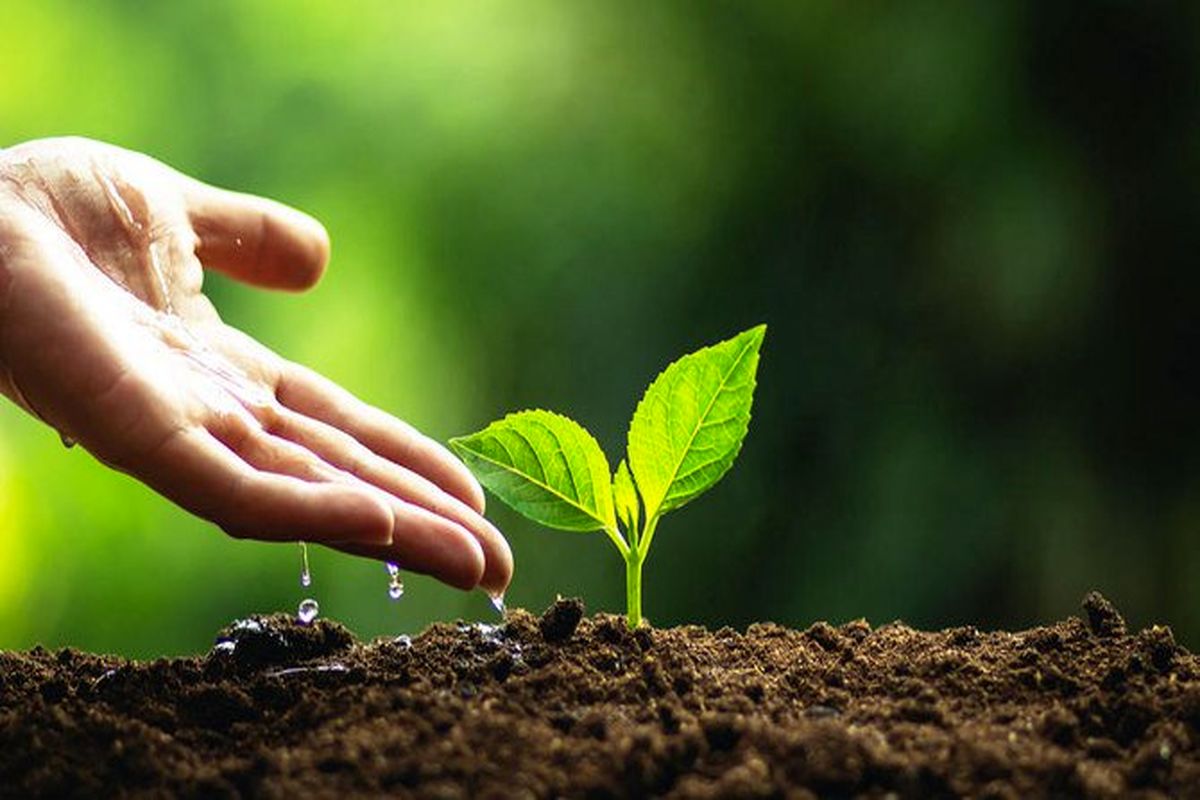 کاشت 200 میلیون درخت در اتیوپی