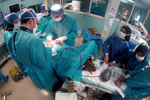 «ناجیان گمنام» در مسیر نجات پلنگ رودسر کلید خورد