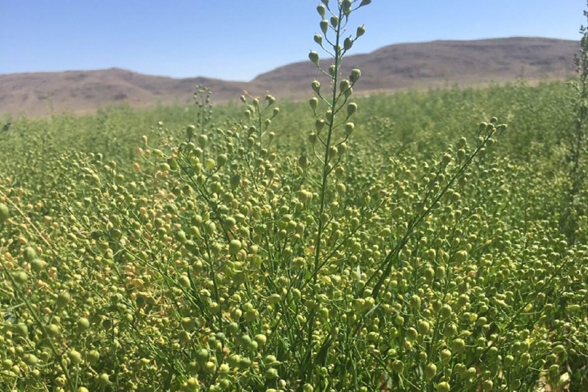  گیاهی دارویی دانه روغنی کاملینا