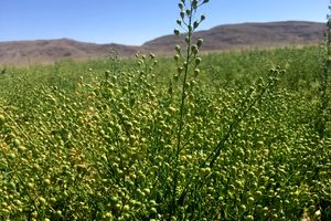 پایان کشت دانه روغنی کاملینا در مزارع بیضا