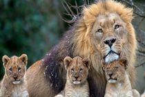 نمای نزدیک از زندگی شیرهای کویر در شبکه یک