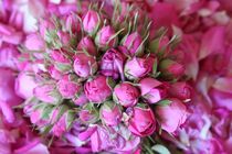 صادرات گل محمدی ارگانیک سپیدان به فرانسه