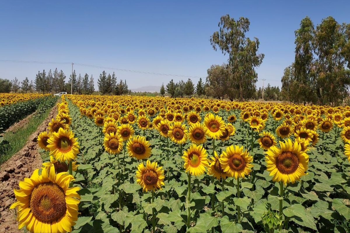 آفتابگردان 