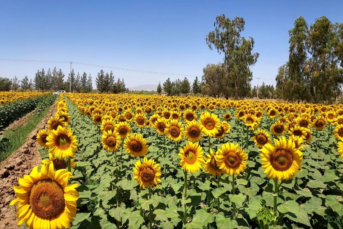 آفتابگردان 