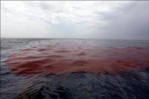 لکه‌های نفتی در حال پاک‌سازی است