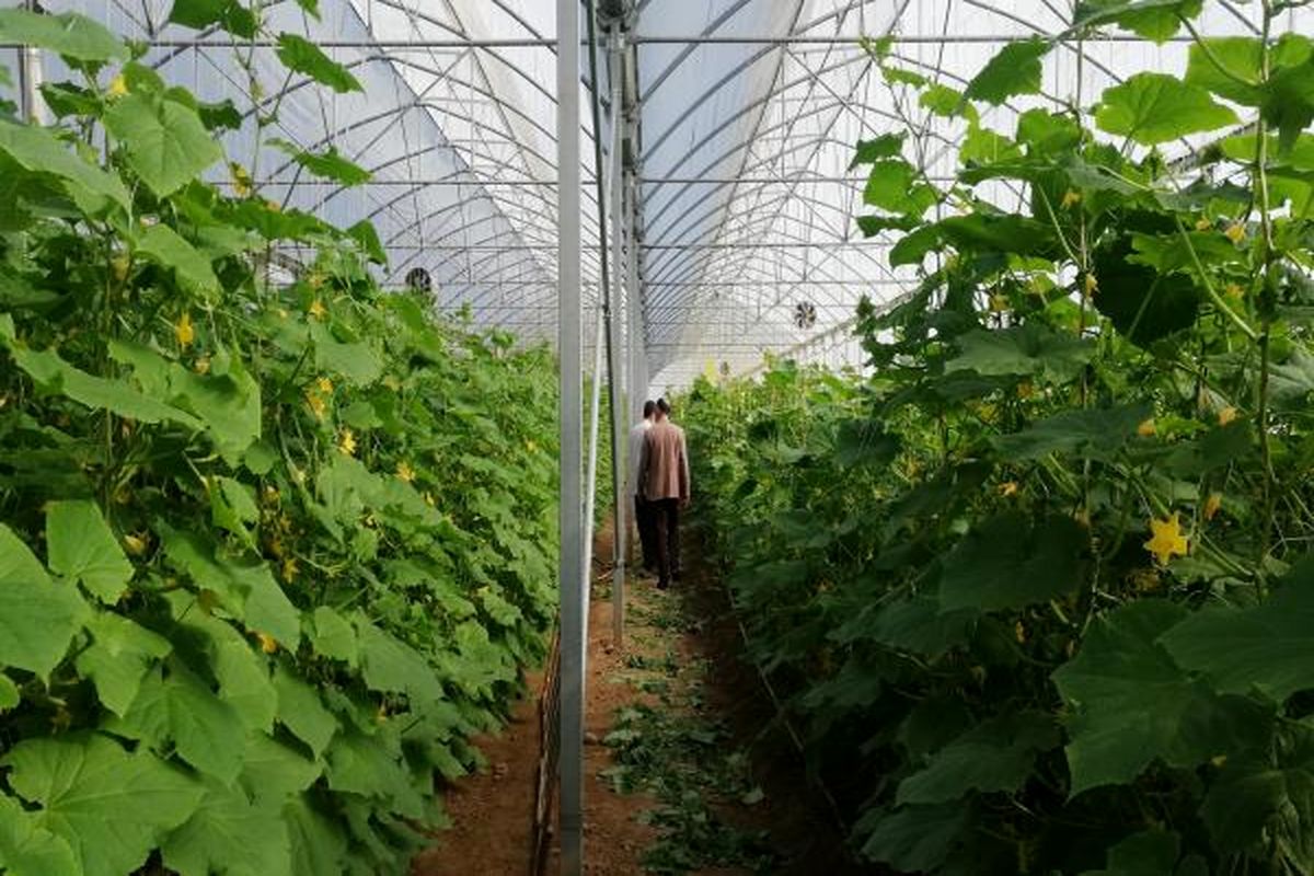 گلخانه مازندران 1