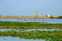 تالاب صالحیه البرز احیا می شود