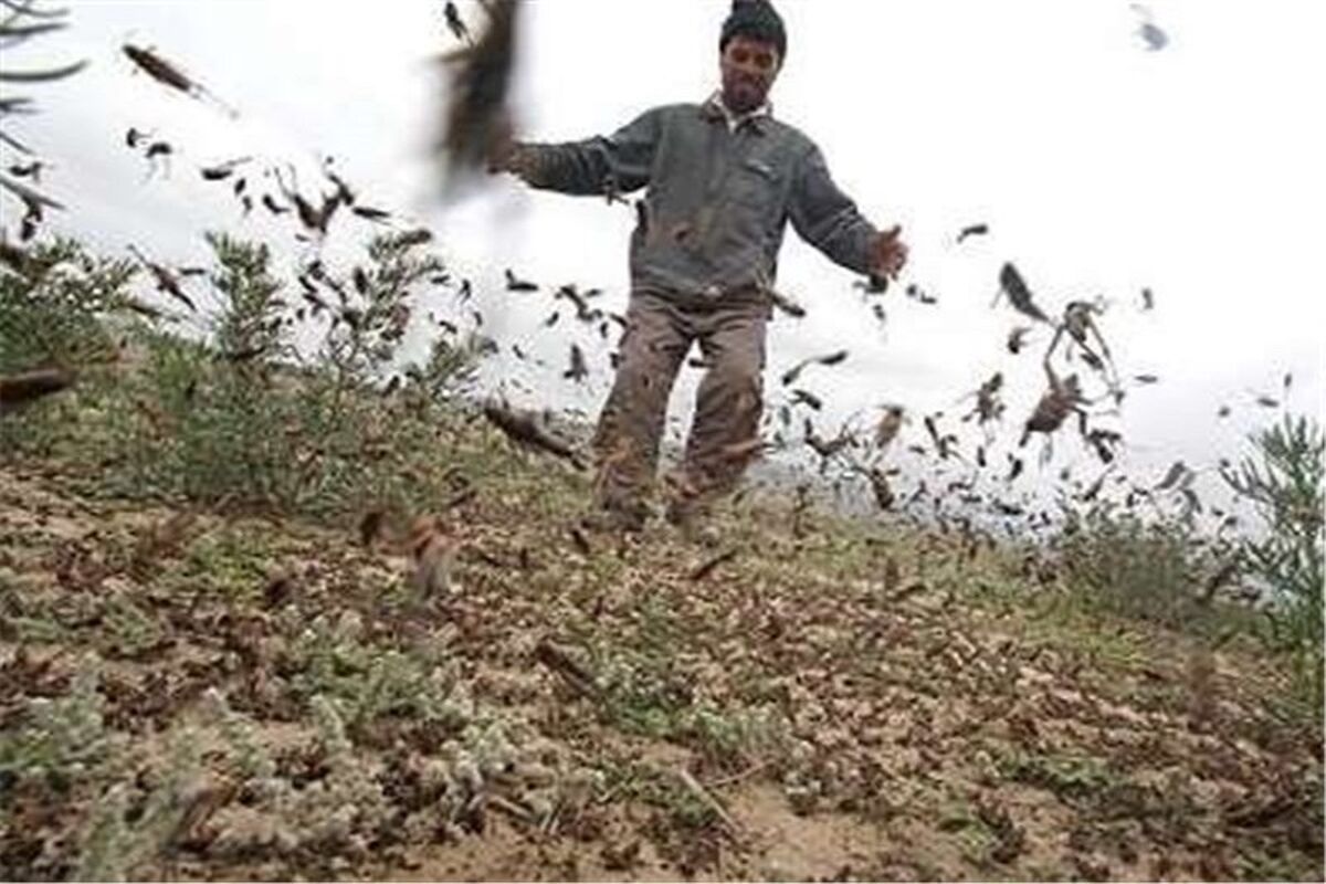 آفت ملخ در شهرستان حاجی‌آباد