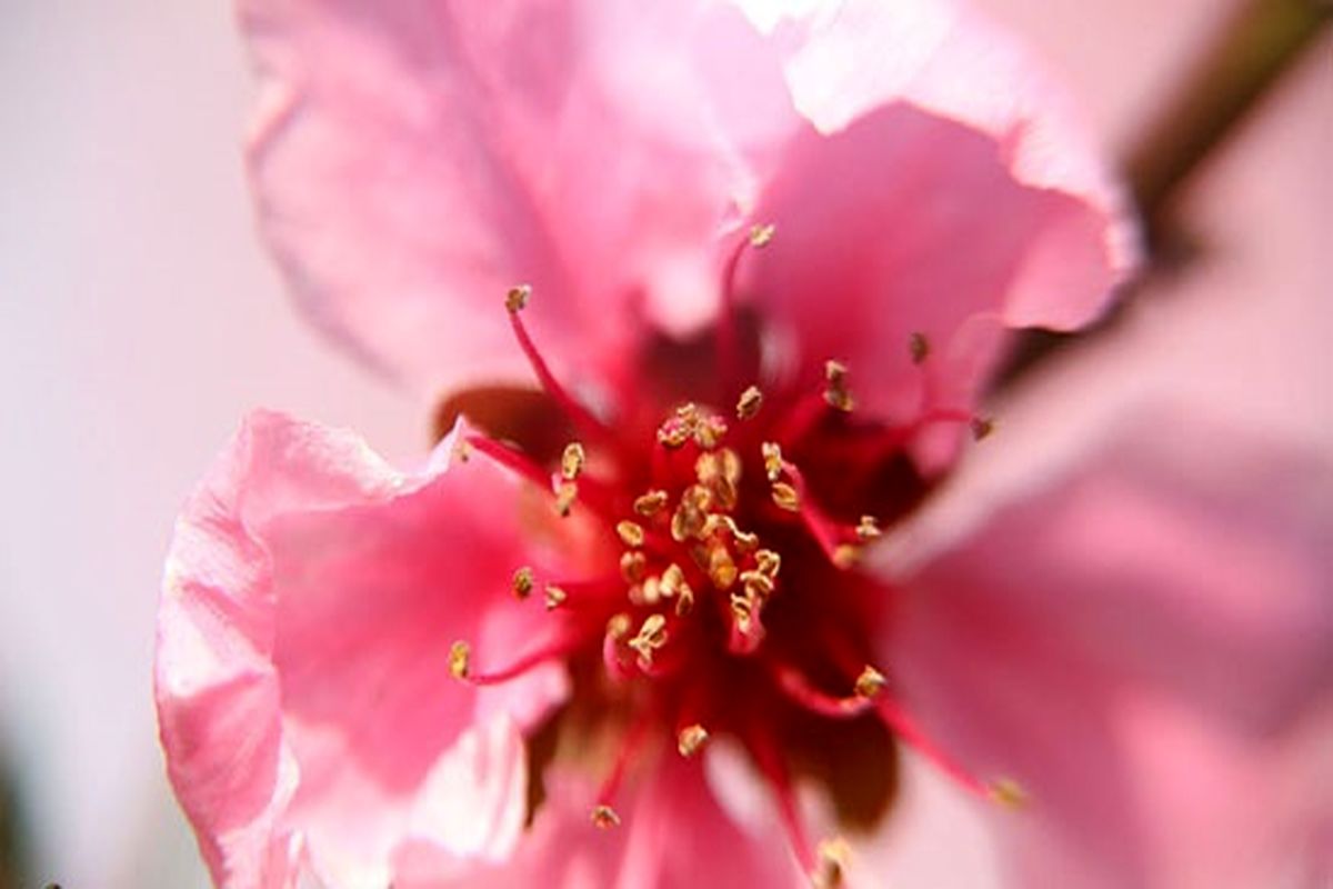 باغات امام رضا