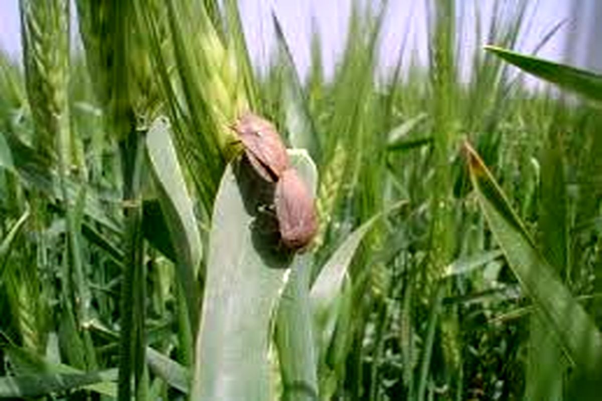 اصفهان- جهاد کشاورزی