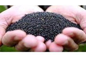 4200 کیلو بذر کلزا در میاندورود توزیع شد