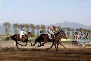 شرکت ۱۰۰ سوارکار در مسابقات اسب دوانی شرق خراسان