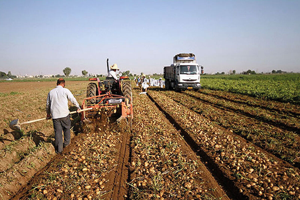 سیب زمینی کاران