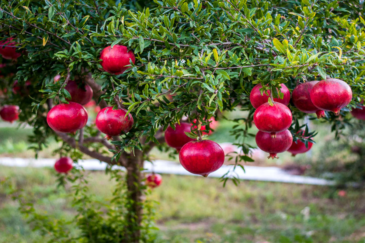  انارستان داورزن