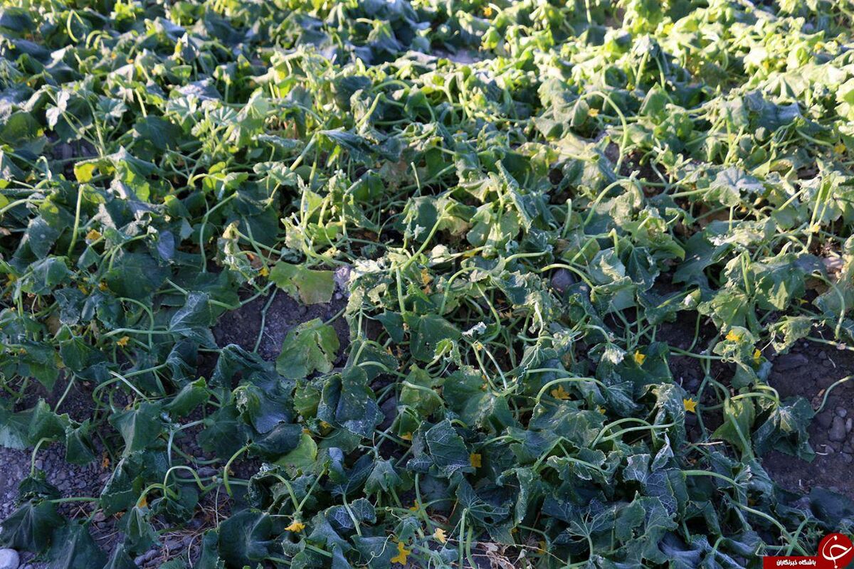 سرمازدگی