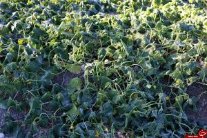 2 هزار هکتار از مزارع کشاورزی میناب دچار سرمازدگی شد