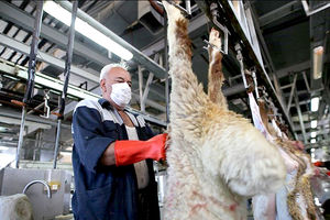 کشتارگاه صنعتی مشهد آماده خدمت رسانی در عید سعید قربان