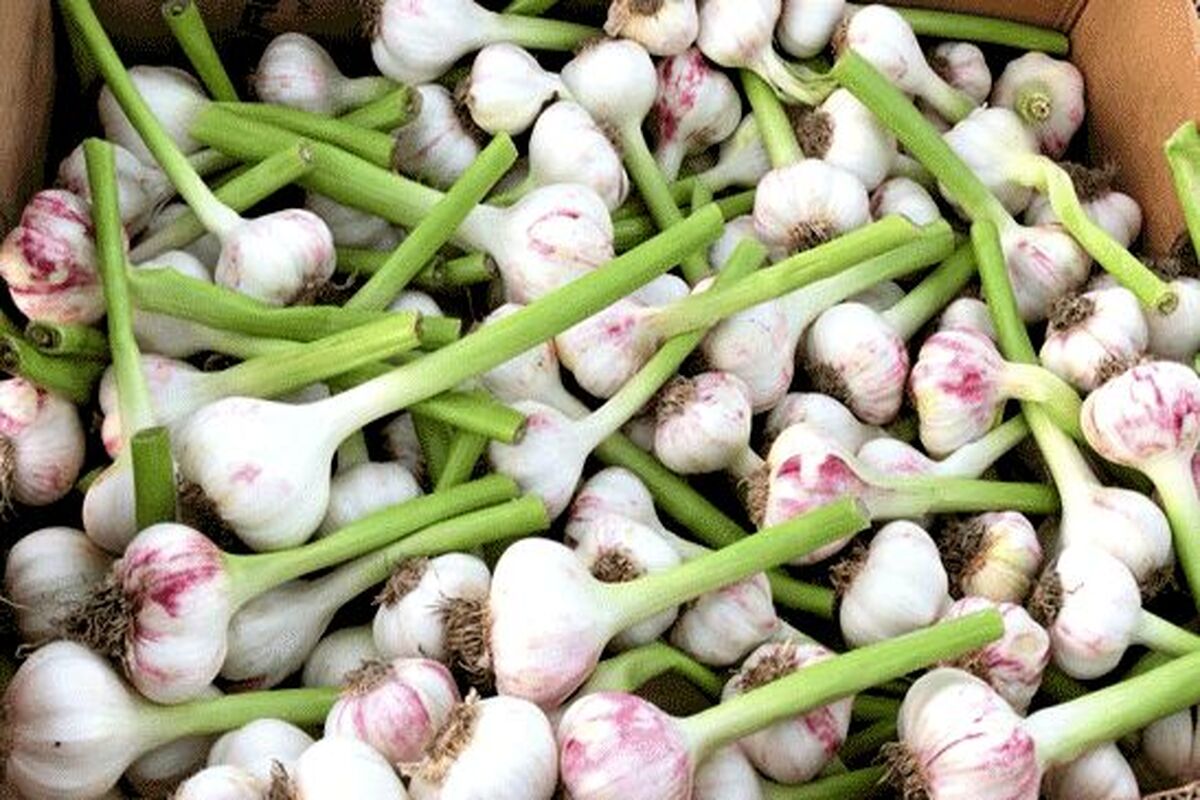 موسیر