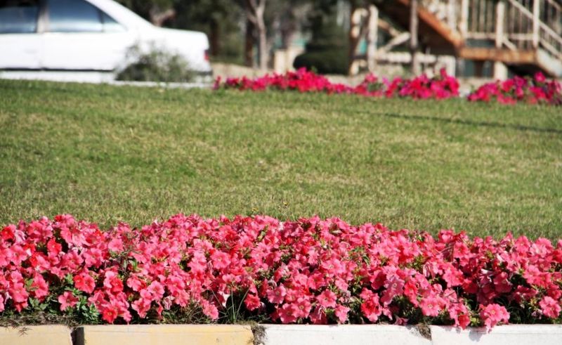 تولید و کاشت بیش از یک میلیون نشای گل فصلی در بندرعباس