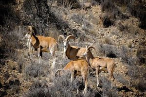 در شبیه‌سازی گونه‌های جانوری در حال انقراض سرمایه‌گذاری می شود