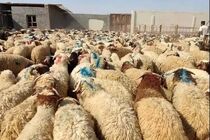 تشدید نظارت‌های دامپزشکی هرمزگان در عید قربان / استقرار ۳۴ تیم بازرسی در سطح استان