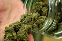  ۱۳ کیلوگرم گل در محل نگهداری احشام در کرمانشاه کشف شد