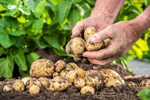 خروج سالانه ۱۵ هزار میلیارد ریال سرمایه برای خرید بذر در اردبیل